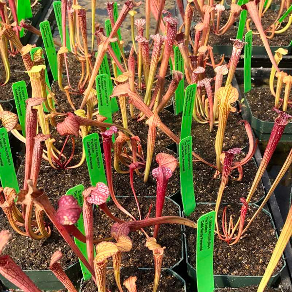 Sarracenia (alata x leucophylla) x The Kraken for Sale