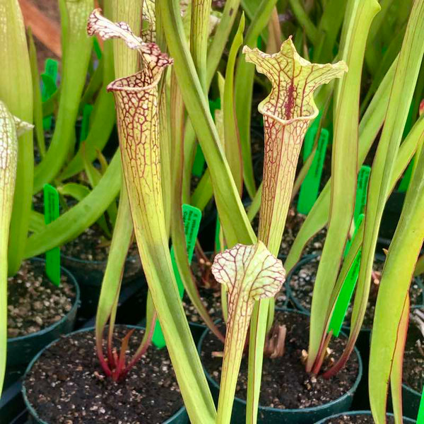 Sarracenia Wilkerson's Rocket x flava rugelii for Sale. Grow