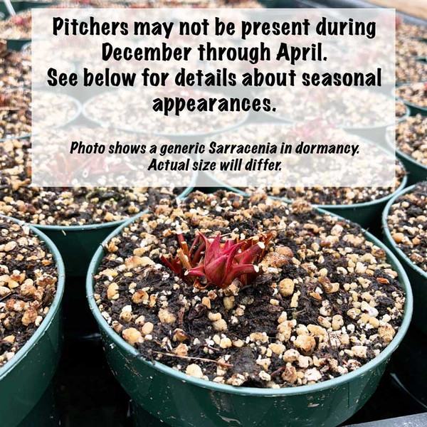 zwergnase  ツヴァクナーゼ Nepenthes appendiculata x veitchii 'Pink Candy Cane' CAR-0507