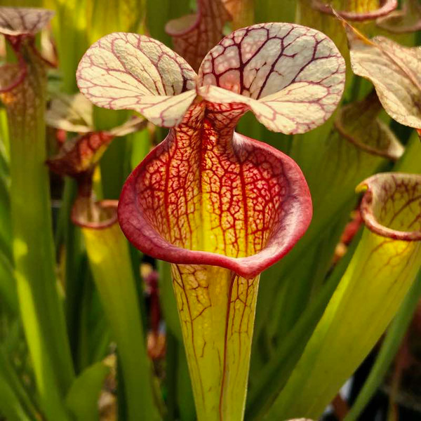 Sarracenia Adrian Slack for Sale | Grow Carnivorous Plants!