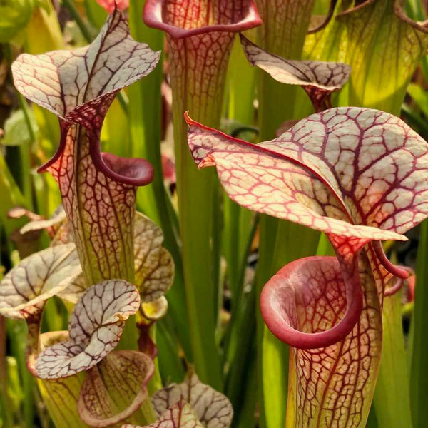 Sarracenia Adrian Slack for Sale | Grow Carnivorous Plants!