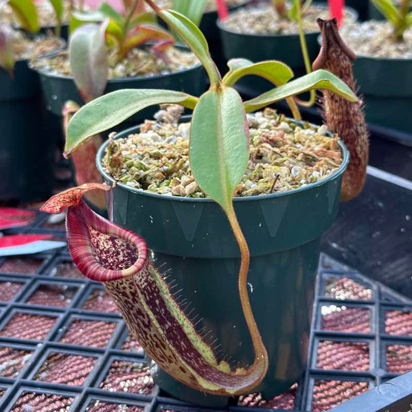 Nepenthes Riker [(lowii x veitchii) x tiveyi] x platychila for Sale