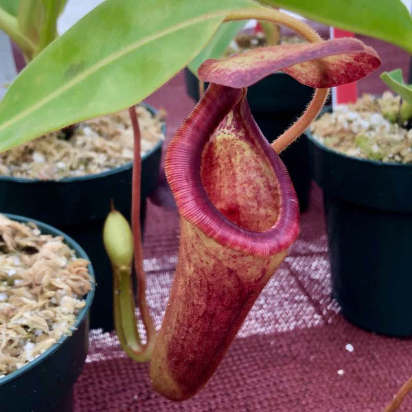 Nepenthes chaniana x (lowii x merrilliana) for Sale