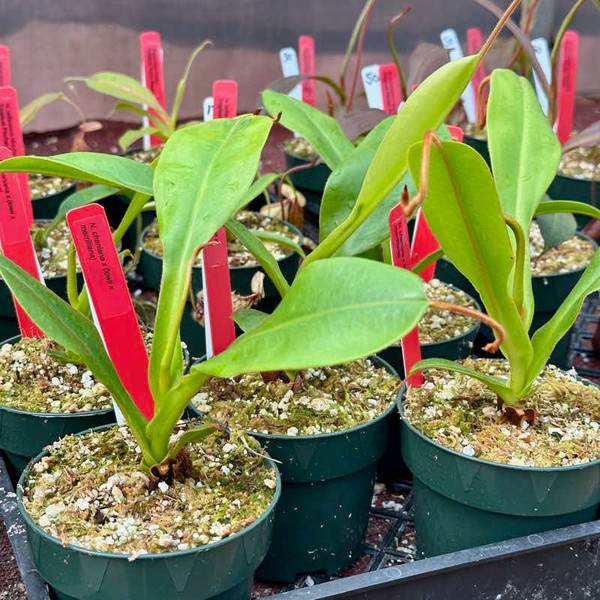 Nepenthes chaniana x (lowii x merrilliana) for Sale