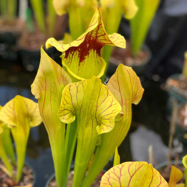 Sarracenia Cascadian Summer x Goliath for Sale
