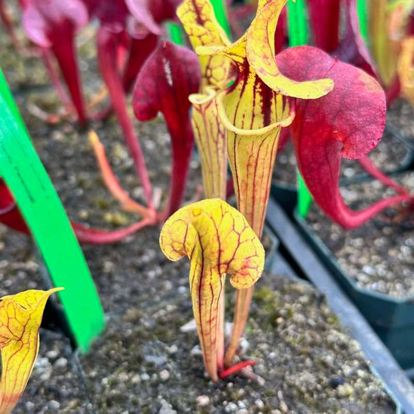 Sarracenia Cascadian Summer x Goliath for Sale