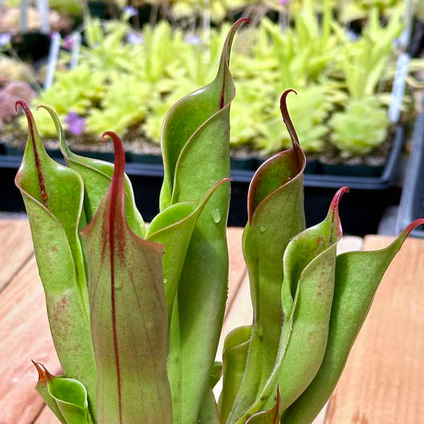 Heliamphora sarracenioides x minor Burgandy Black for Sale
