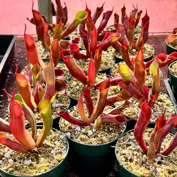 Heliamphora sarracenioides x minor Burgandy Black for Sale Heliamphora sarracenioides x minor Burgandy Black for Sale