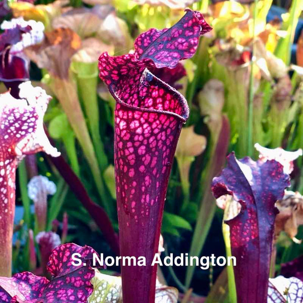 S. Norma Addington x oreophila (Seedling)