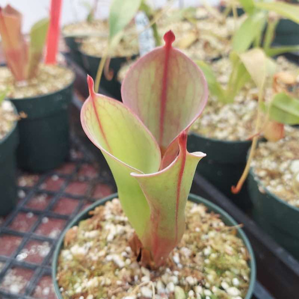 Heliamphora puchella x minor for Sale