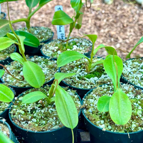 Nepenthes zakriana, Ray Triplitt clone for Sale | Grow Carnivorous