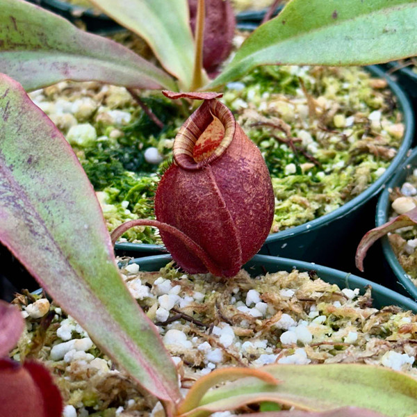 Nepenthes Black Miracle Hybrid for Sale. Grow Carnivorous Plants!