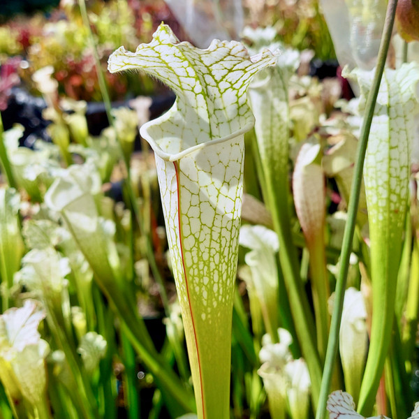 ☆塩原花園☆新品種☆ザクロ　超レア☆4.5号鉢☆4月末〜発送☆ Sarracenia Hurricane Creek White Clone A for Sale. Grow