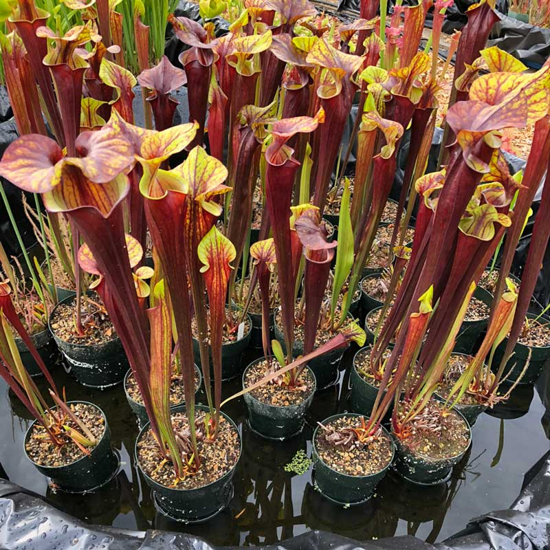 Sarracenia flava rubricorpora