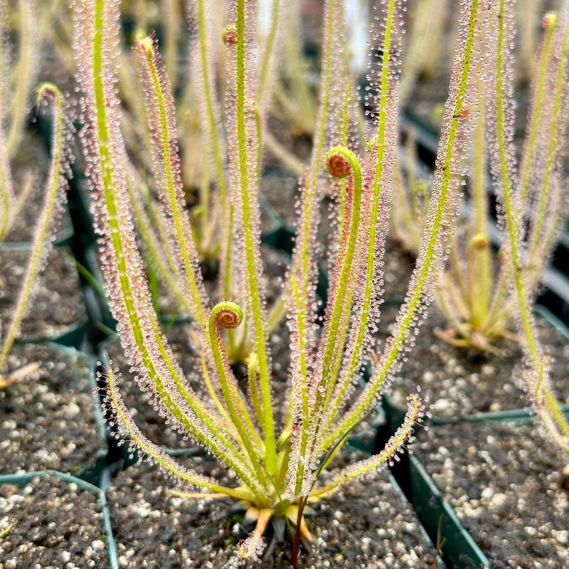 Drosera filiformis