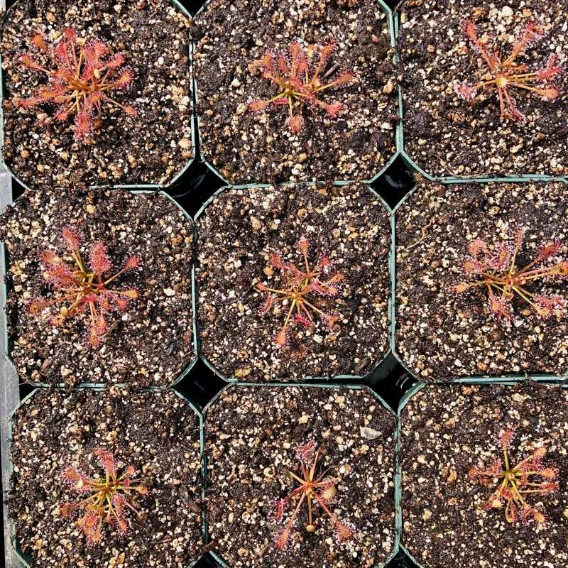 Drosera intermedia for Sale