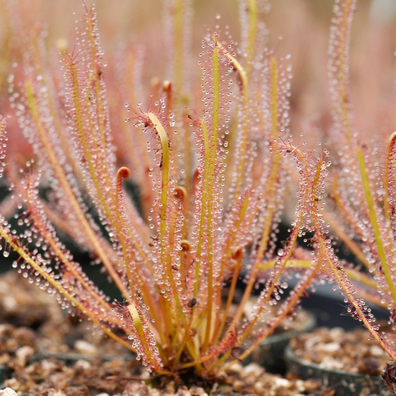 Drosera hybrida for Sale