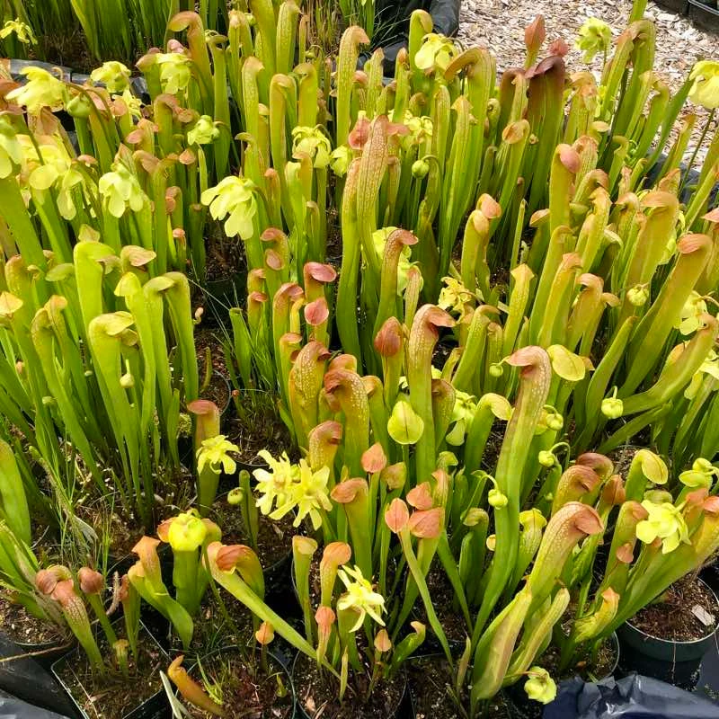Sarracenia minor