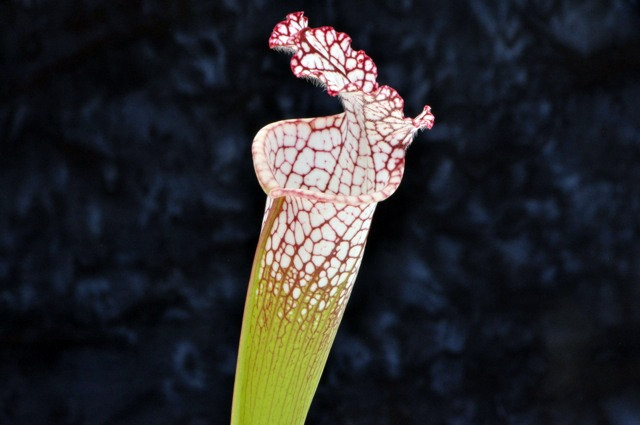 Sarracenia leucophylla, "Cool White"