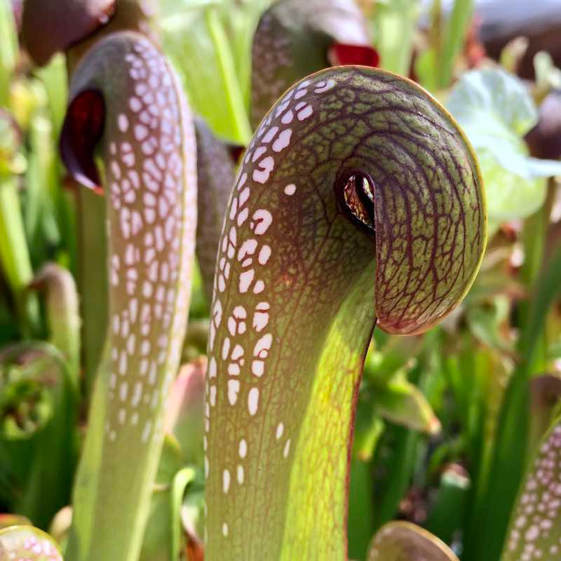 Sarracenia minor Okeefenokee Giant