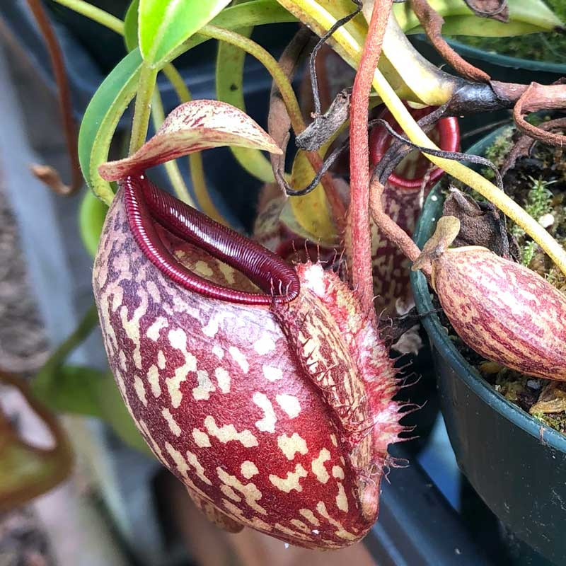 Nepenthes glabratra x aristolochioides, mother plant.