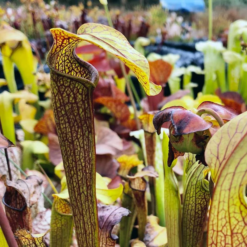 Sarracenia Golden-Red Jubilee