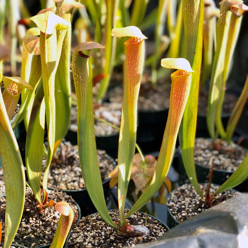 Sarracenia alata x minor