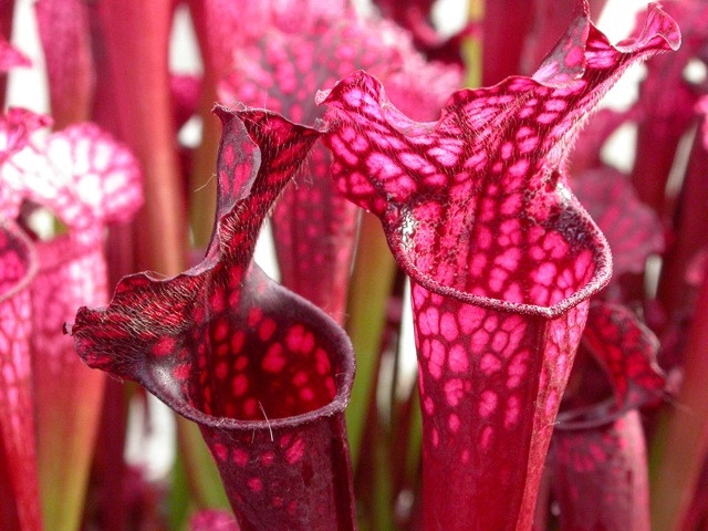 Sarracenia Daina's Delight for Sale. Grow Carnivorous Plants!