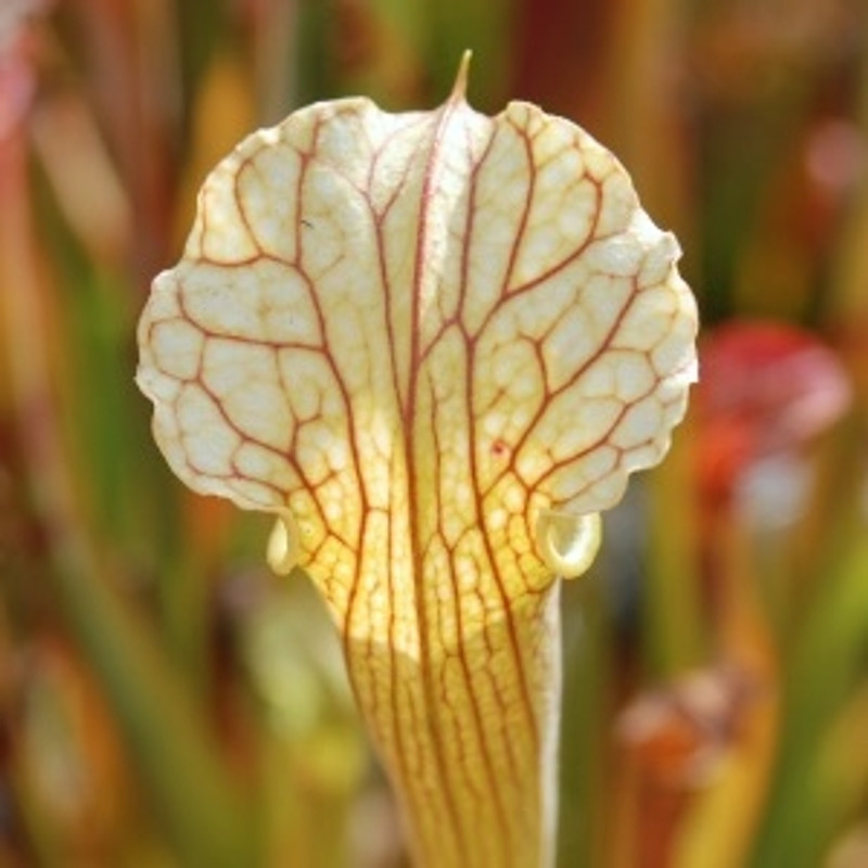 Sarracenia alata x leucophylla