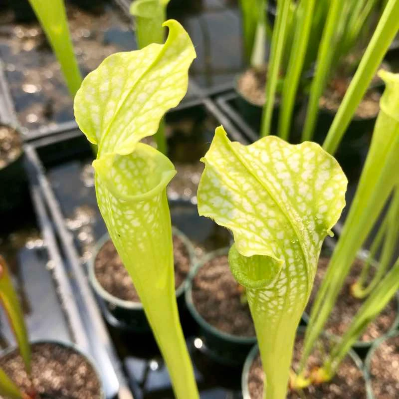 Sarracenia leucophylla x rubra AF