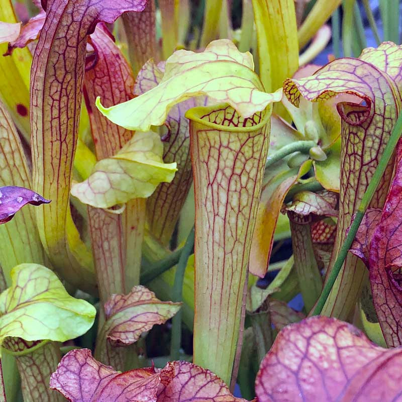 Sarracenia Medusa for Sale