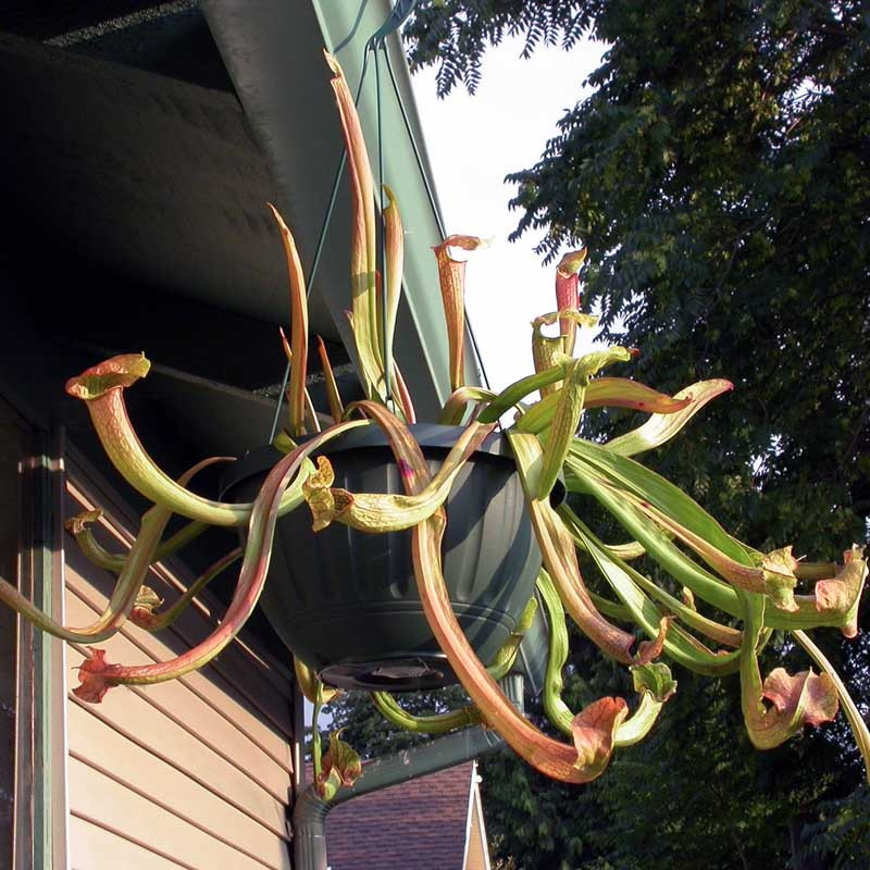 Sarracenia Medusa in a hanging pot with early season pitchers.