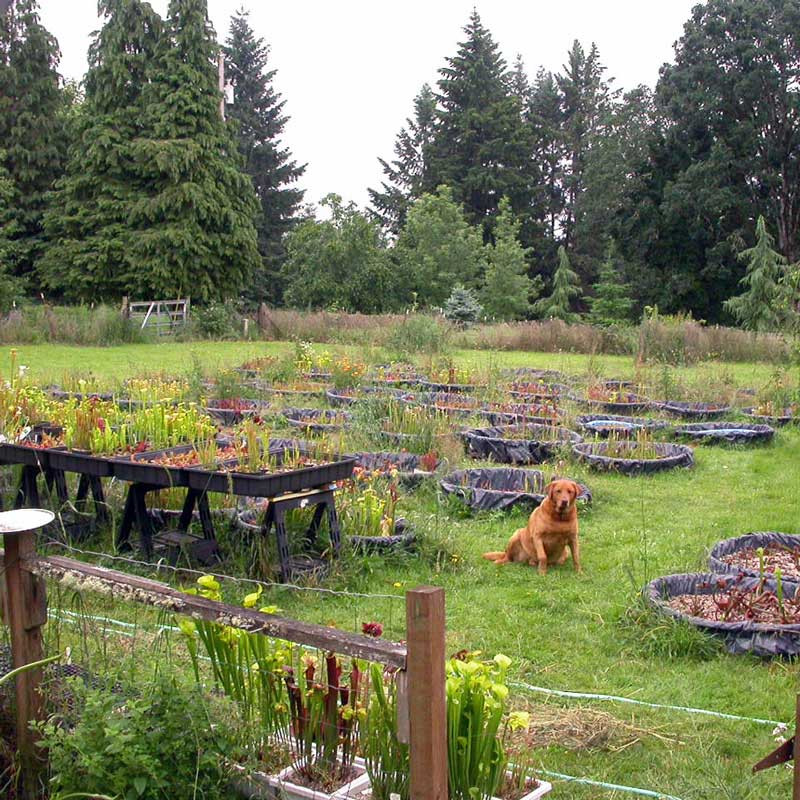 Hank loved to relax amongst the Sarracenia pools.