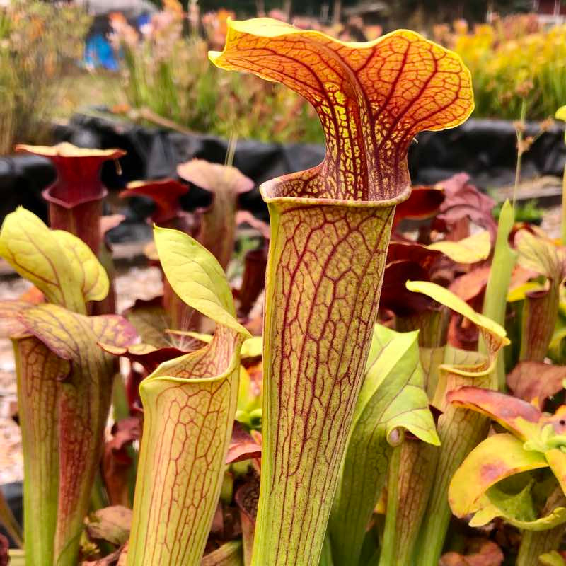 Sarracenia alata Red Hood x oreophila