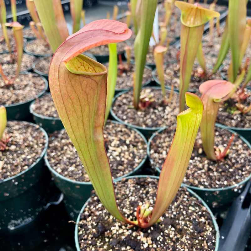 Sarracenia Bug Bat for Sale. Grow Carnivorous Plants!
