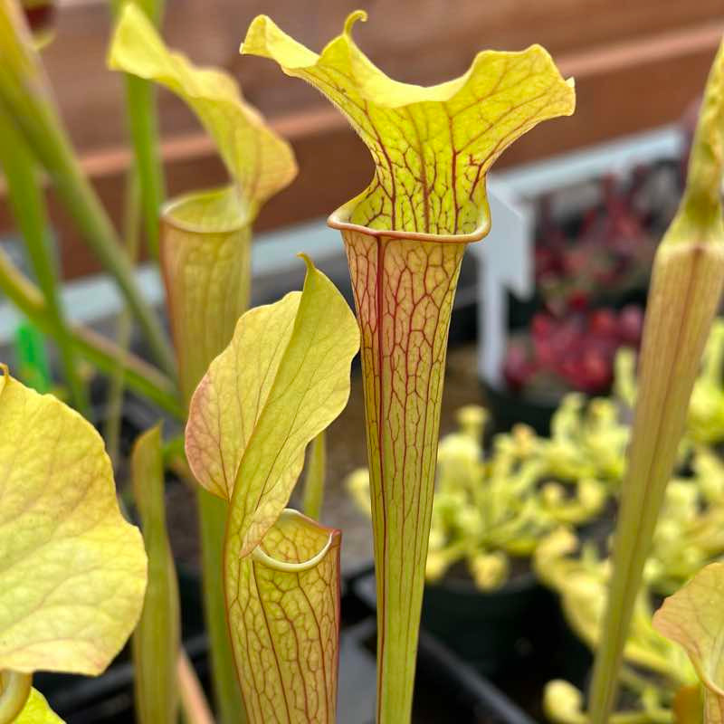 Sarracenia Siskiyou Autumn for Sale