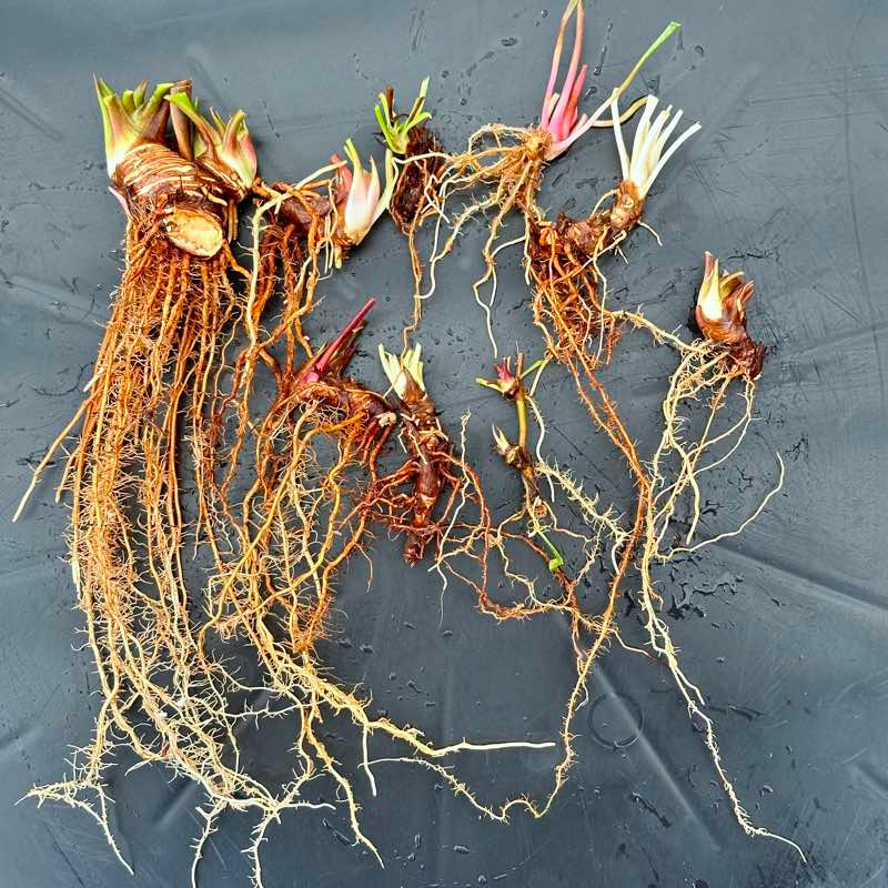 Bare root rhizomes - Recent Divisions