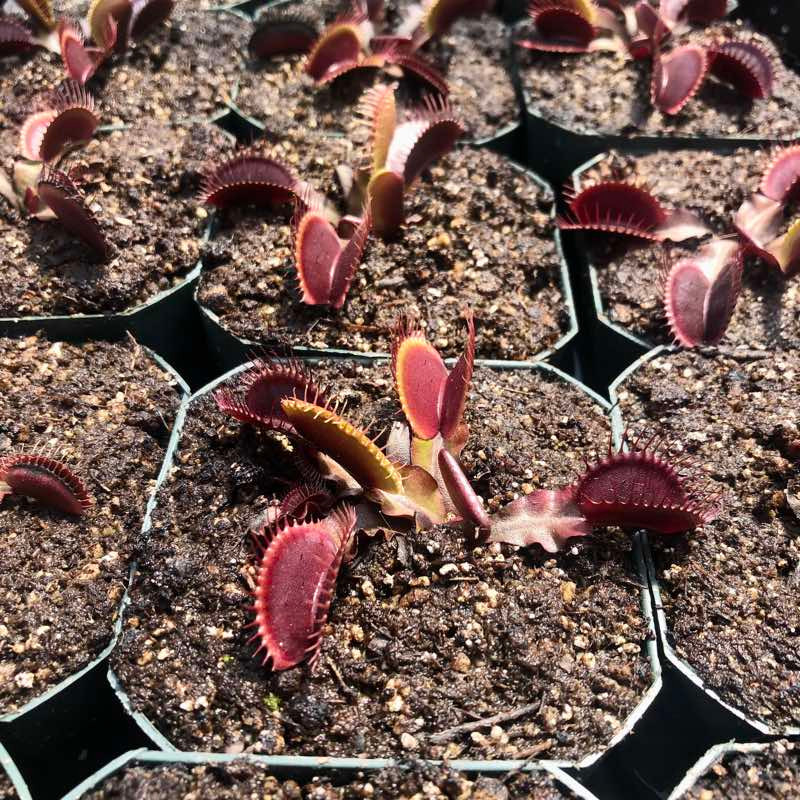 Adult Sized Venus Flytrap - Fly Trap - (Dionaea Muscipula) Carnivorous  Plant 3 inch Pot