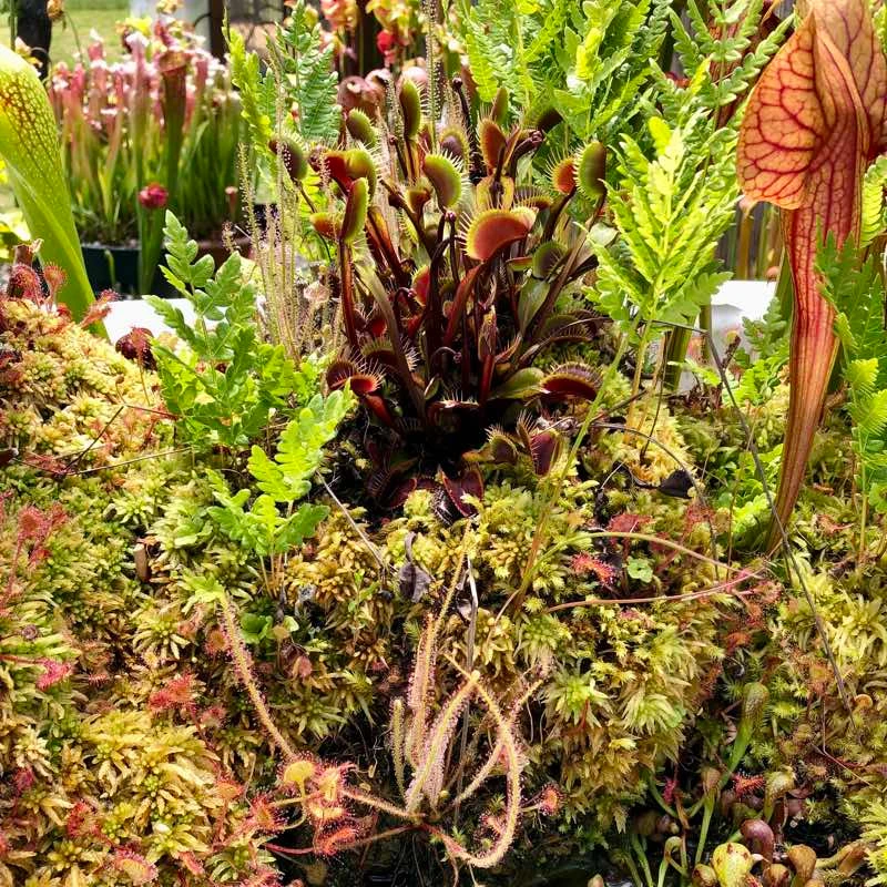 Mature Red Dragon Flytrap