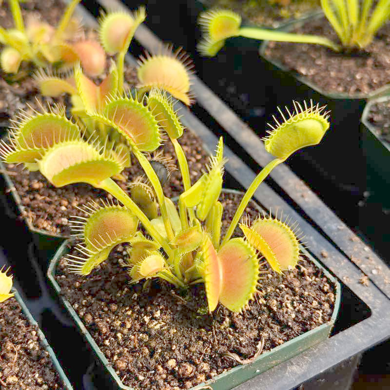 King Henry Flytrap for Sale. Grow Carnivorous Plants!