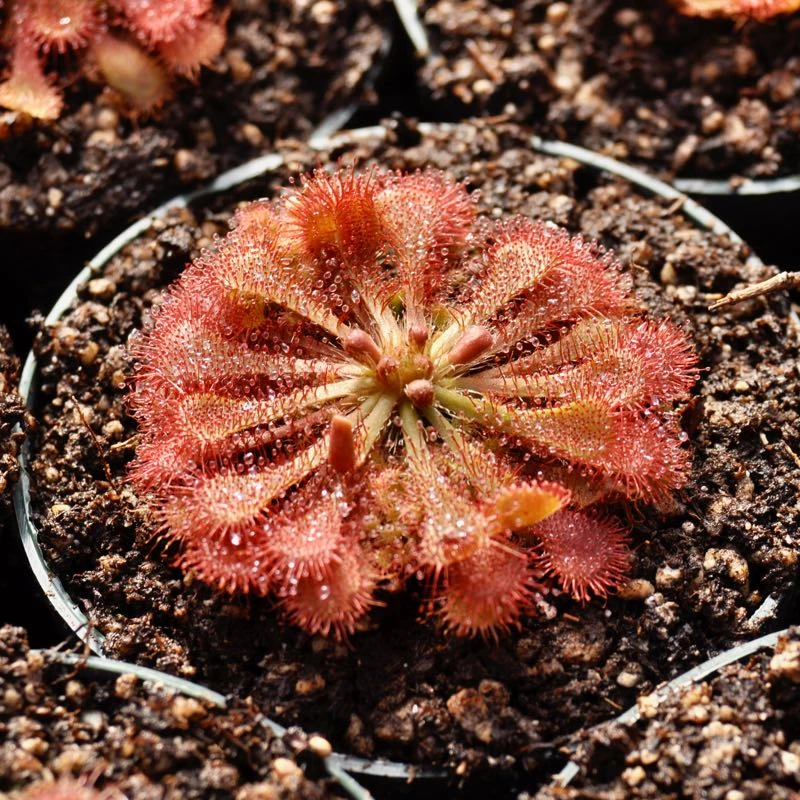 Drosera spatulata