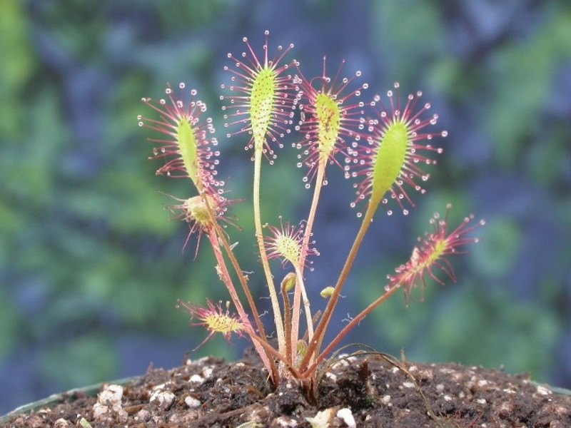 Drosera anglica "Mikinalo"