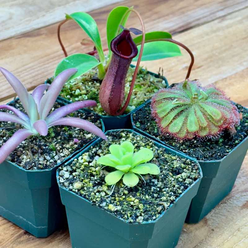 Collection of Tropical Plants