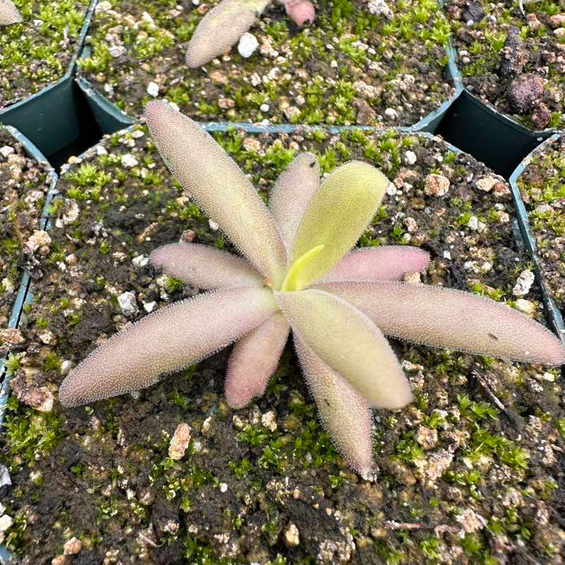 Pinguicula Aphrodite for Sale