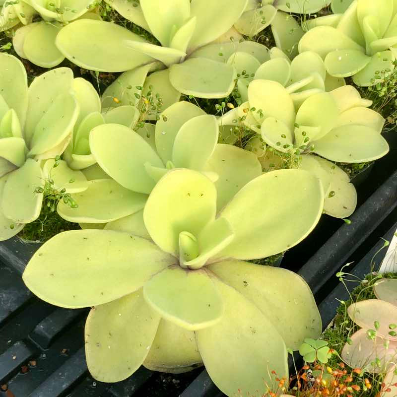 Pinguicula Alfred Lau #13, mother plants