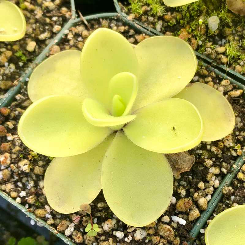 Pinguicula Alfred Lau #13