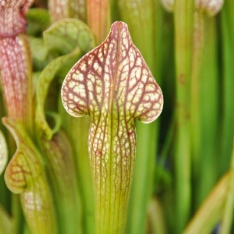 Sarracenia x Spade