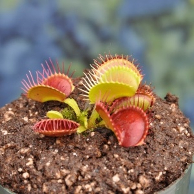 Dionaea muscipula "B52 Flytrap"