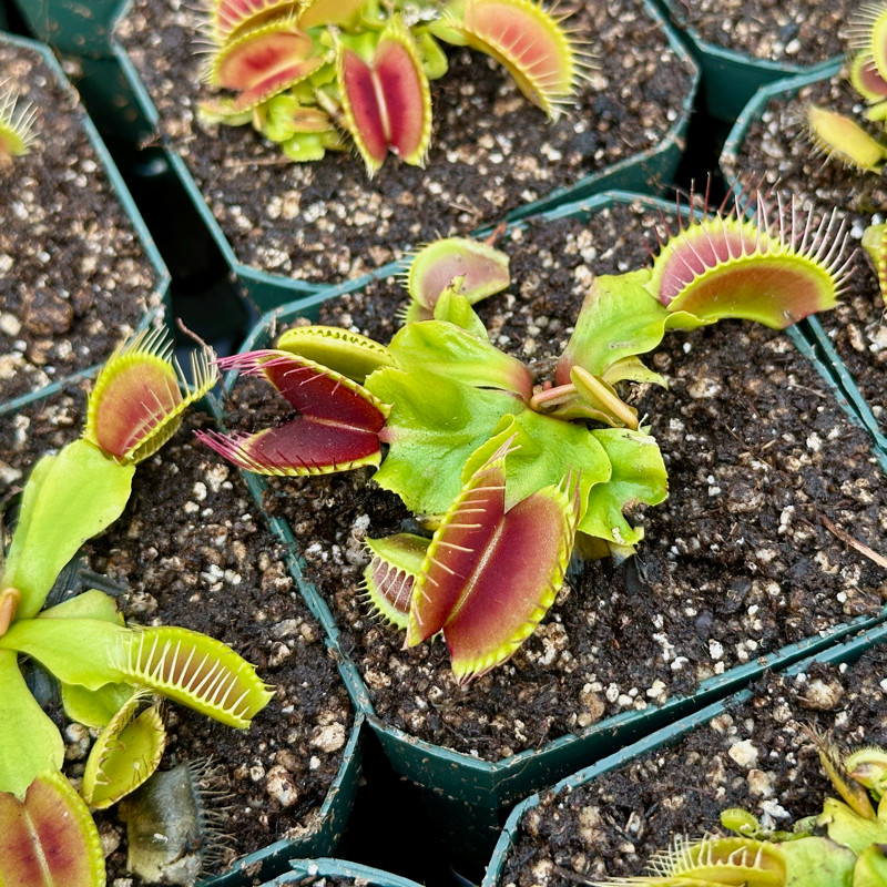 Dionaea Big Mouth Flytrap