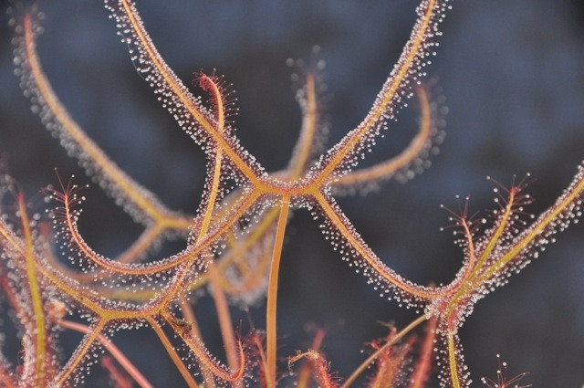 Drosera multifida, Extrema [Lrg]